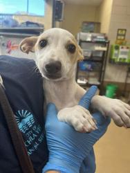 Shelter Stray Female Dog last seen J ST & HILLTOP DR, 130 Beyer Way, Chula Vista, CA 91911, USA