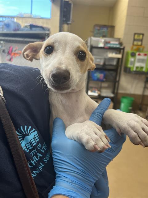 Shelter Stray Female Dog last seen J ST & HILLTOP DR, 130 Beyer Way, Chula Vista, CA 91911, USA