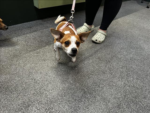 Shelter Stray Female Dog last seen , 3201 Lacy St, Los Angeles, CA 90031, USA