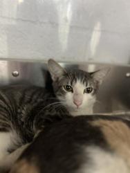 Shelter Stray Male Cat last seen OXFORD ST & PARIANOS DR, 130 Beyer Way, Chula Vista, CA 91911, USA