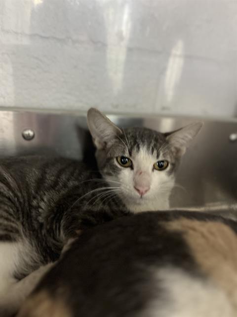 Shelter Stray Male Cat last seen OXFORD ST & PARIANOS DR, 130 Beyer Way, Chula Vista, CA 91911, USA