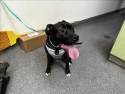 Shelter Stray Female Dog last seen , 3201 Lacy St, Los Angeles, CA 90031, USA