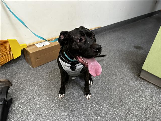 Shelter Stray Female Dog last seen , 3201 Lacy St, Los Angeles, CA 90031, USA