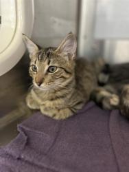 Shelter Stray Male Cat last seen OXFORD ST & PARIANOS DR, 130 Beyer Way, Chula Vista, CA 91911, USA