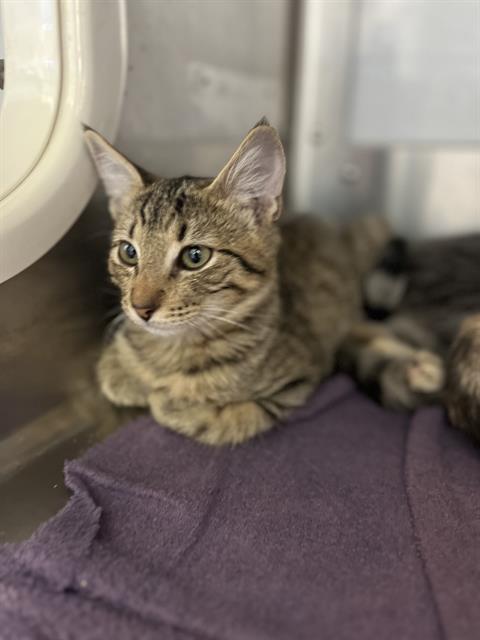 Shelter Stray Male Cat last seen OXFORD ST & PARIANOS DR, 130 Beyer Way, Chula Vista, CA 91911, USA