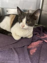 Shelter Stray Female Cat last seen OXFORD ST & PARIANOS DR, 130 Beyer Way, Chula Vista, CA 91911, USA
