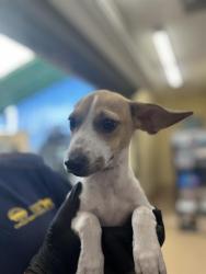 Shelter Stray Female Dog last seen J ST & HILLTOP DR, 130 Beyer Way, Chula Vista, CA 91911, USA