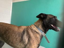 Shelter Stray Female Dog last seen ROAD 80, DINUBA, CA, Visalia, CA 93292, USA