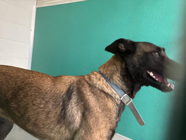Shelter Stray Female Dog last seen ROAD 80, DINUBA, CA, Visalia, CA 93292, USA