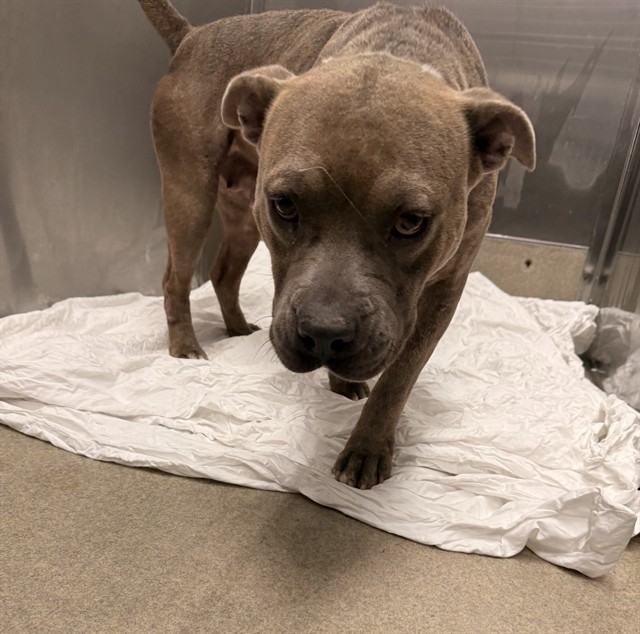 Shelter Stray Female Dog last seen Near BLOCK NW 27 AV, POMPANO BEACH FL 33069, 2400 SW 42nd St, Fort Lauderdale, FL 33312, USA