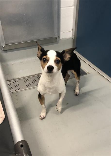 Shelter Stray Male Dog last seen Near BLOCK E SUSSEX WAY, FRESNO CA 93726 3968, 5277 E Airways Blvd, Fresno, CA 93727, USA