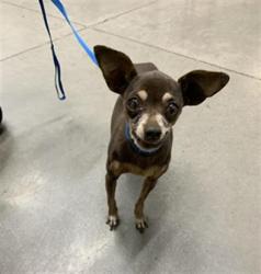 Shelter Stray Female Dog last seen Near BLOCK G ST, FRESNO CA 93706, 5277 E Airways Blvd, Fresno, CA 93727, USA