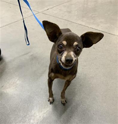 Shelter Stray Female Dog last seen Near BLOCK G ST, FRESNO CA 93706, 5277 E Airways Blvd, Fresno, CA 93727, USA