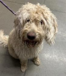 Shelter Stray Male Dog last seen Near BLOCK E ASHLAN AVE, FRESNO CA 93726 3533, 5277 E Airways Blvd, Fresno, CA 93727, USA