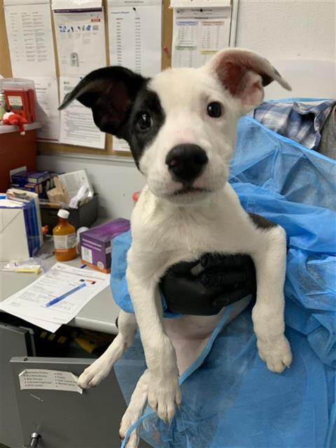 Shelter Stray Female Dog last seen Near BLOCK E BUTLER AVE, FRESNO CA 93727 5015, 5277 E Airways Blvd, Fresno, CA 93727, USA