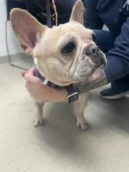 Shelter Stray Female Dog last seen ALAMANCE COUNTY, 221 Stone Quarry Rd, Burlington, NC 27217, USA