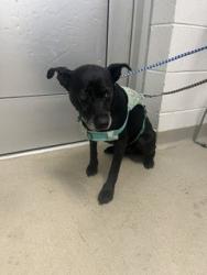 Shelter Stray Female Dog last seen ALAMANCE COUNTY, 221 Stone Quarry Rd, Burlington, NC 27217, USA