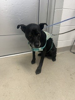 Shelter Stray Female Dog last seen ALAMANCE COUNTY, 221 Stone Quarry Rd, Burlington, NC 27217, USA
