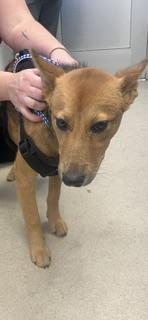 Shelter Stray Female Dog last seen ALAMANCE COUNTY, 221 Stone Quarry Rd, Burlington, NC 27217, USA