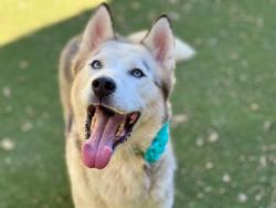Shelter Stray Female Dog last seen CHARLOTTE, 8315 Byrum Dr, Charlotte, NC 28217, USA