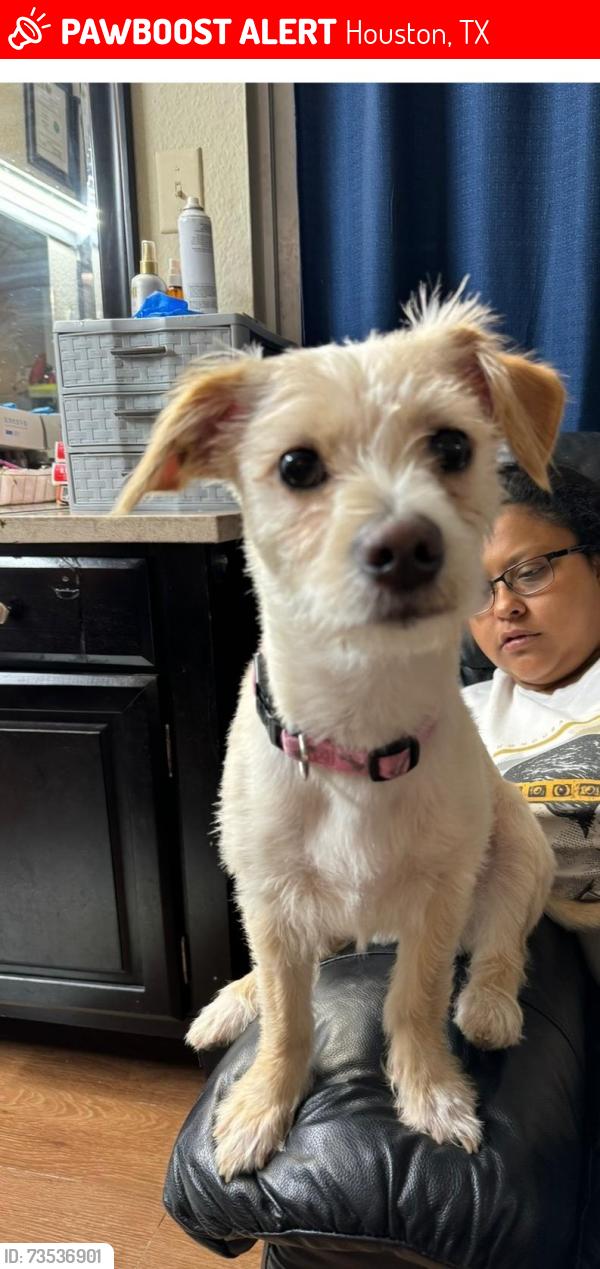 Lost Female Dog last seen Little york and beltway 8, Houston, TX 77040