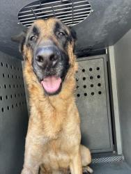 Shelter Stray Male Dog last seen , 4275 Elton St, Baldwin Park, CA 91706, USA