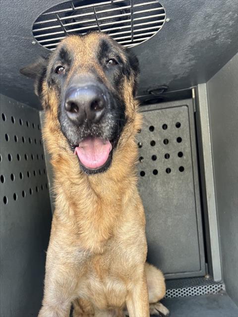 Shelter Stray Male Dog last seen , 4275 Elton St, Baldwin Park, CA 91706, USA