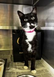 Shelter Stray Female Cat last seen , 1850 W 60th St, Los Angeles, CA 90047, USA