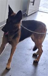 Shelter Stray Female Dog last seen , 1850 W 60th St, Los Angeles, CA 90047, USA