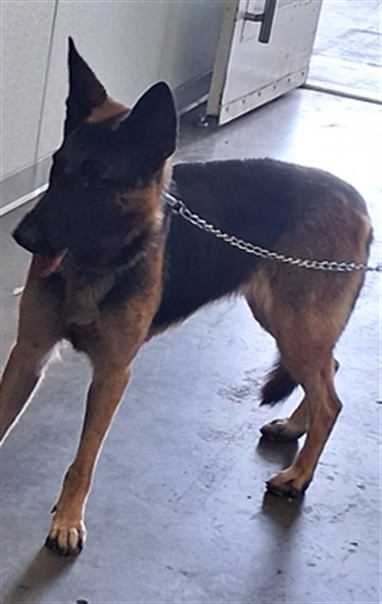 Shelter Stray Female Dog last seen , 1850 W 60th St, Los Angeles, CA 90047, USA