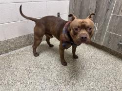 Shelter Stray Male Dog last seen Near BLOCK W HIGH ST, COLORADO SPRINGS CO 80904, 610 Abbot Ln, Colorado Springs, CO 80905, USA