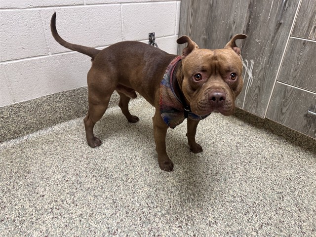 Shelter Stray Male Dog last seen Near BLOCK W HIGH ST, COLORADO SPRINGS CO 80904, 610 Abbot Ln, Colorado Springs, CO 80905, USA