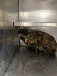Shelter Stray Female Cat last seen OFALLON, 4850 Mid Rivers Mall Dr, St Peters, MO 63376, USA