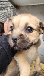 Shelter Stray Female Dog last seen Near BLOCK OSWELL ST, BAKERSFIELD CA 93307, 3951 Fruitvale Ave, Bakersfield, CA 93308, USA
