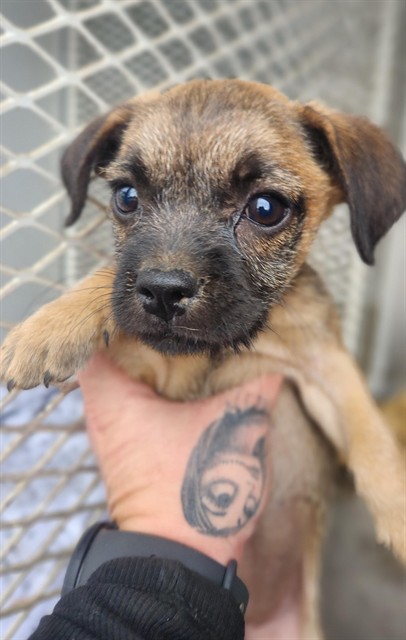 Shelter Stray Female Dog last seen Near BLOCK OSWELL ST, BAKERSFIELD CA 93307, 3951 Fruitvale Ave, Bakersfield, CA 93308, USA