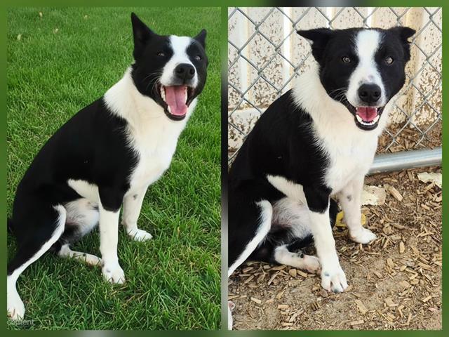 Shelter Stray Male Dog last seen Near BLOCK PANOLIN, 11800 Sunset Gardens Rd SW, Albuquerque, NM 87121, USA
