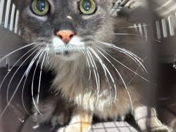 Shelter Stray Male Cat last seen Near BLOCK N YOUNGS BLVD, OKLAHOMA CITY OK 73112, 2811 SE 29th St, Oklahoma City, OK 73129, USA