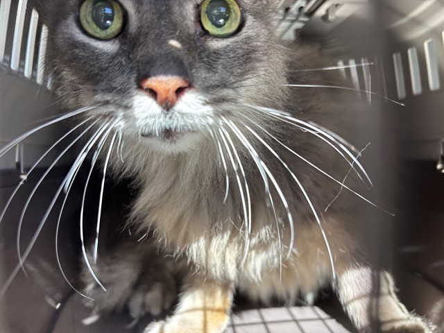 Shelter Stray Male Cat last seen Near BLOCK N YOUNGS BLVD, OKLAHOMA CITY OK 73112, 2811 SE 29th St, Oklahoma City, OK 73129, USA