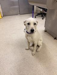 Shelter Stray Male Dog last seen Near BLOCK CARROLL ST, PERRIS, CA, 6851 Van Buren Boulevard, Jurupa Valley, CA 92509, USA