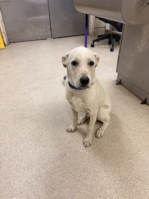 Shelter Stray Male Dog last seen Near BLOCK CARROLL ST, PERRIS, CA, 6851 Van Buren Boulevard, Jurupa Valley, CA 92509, USA