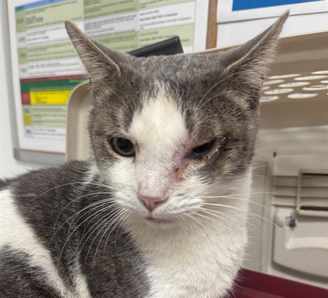 Shelter Stray Male Cat last seen , 600 Aviation Dr, Camarillo, CA 93010, USA