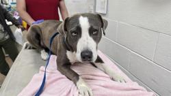 Shelter Stray Female Dog last seen BELL AND LOUISIANA, 8920 Lomas Blvd NE, Albuquerque, NM 87112, USA