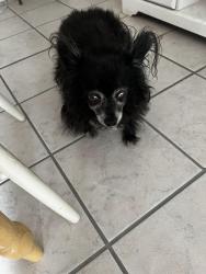 Found/Stray Male Dog last seen Timor & Atlantic, Rio Rancho, Rio Rancho, NM 87124