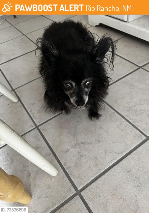Found/Stray Male Dog last seen Timor & Atlantic, Rio Rancho, Rio Rancho, NM 87124