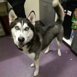 Shelter Stray Male Dog last seen Near BLOCK BLCK SAN GABRIEL AVE, CERRITOS, CA 90703, Cerritos, CA 90703, USA
