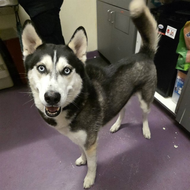 Shelter Stray Male Dog last seen Near BLOCK BLCK SAN GABRIEL AVE, CERRITOS, CA 90703, Cerritos, CA 90703, USA