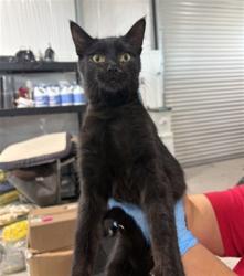 Shelter Stray Male Cat last seen SAN MANUEL PARKING LOT, 333 Chandler Pl, San Bernardino, CA 92408, USA