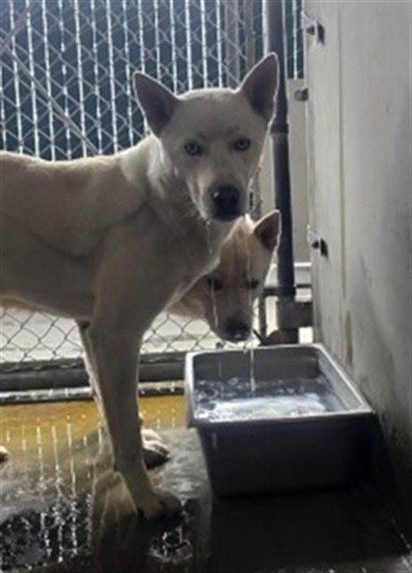 Shelter Stray Male Dog last seen Near BLOCK E. VICTORIA ST, 333 Chandler Pl, San Bernardino, CA 92408, USA