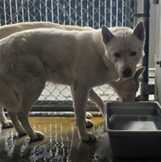 Shelter Stray Male Dog last seen Near BLOCK E. VICTORIA ST, 333 Chandler Pl, San Bernardino, CA 92408, USA