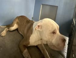 Shelter Stray Male Dog last seen WATERMAN X 40TH, 333 Chandler Pl, San Bernardino, CA 92408, USA